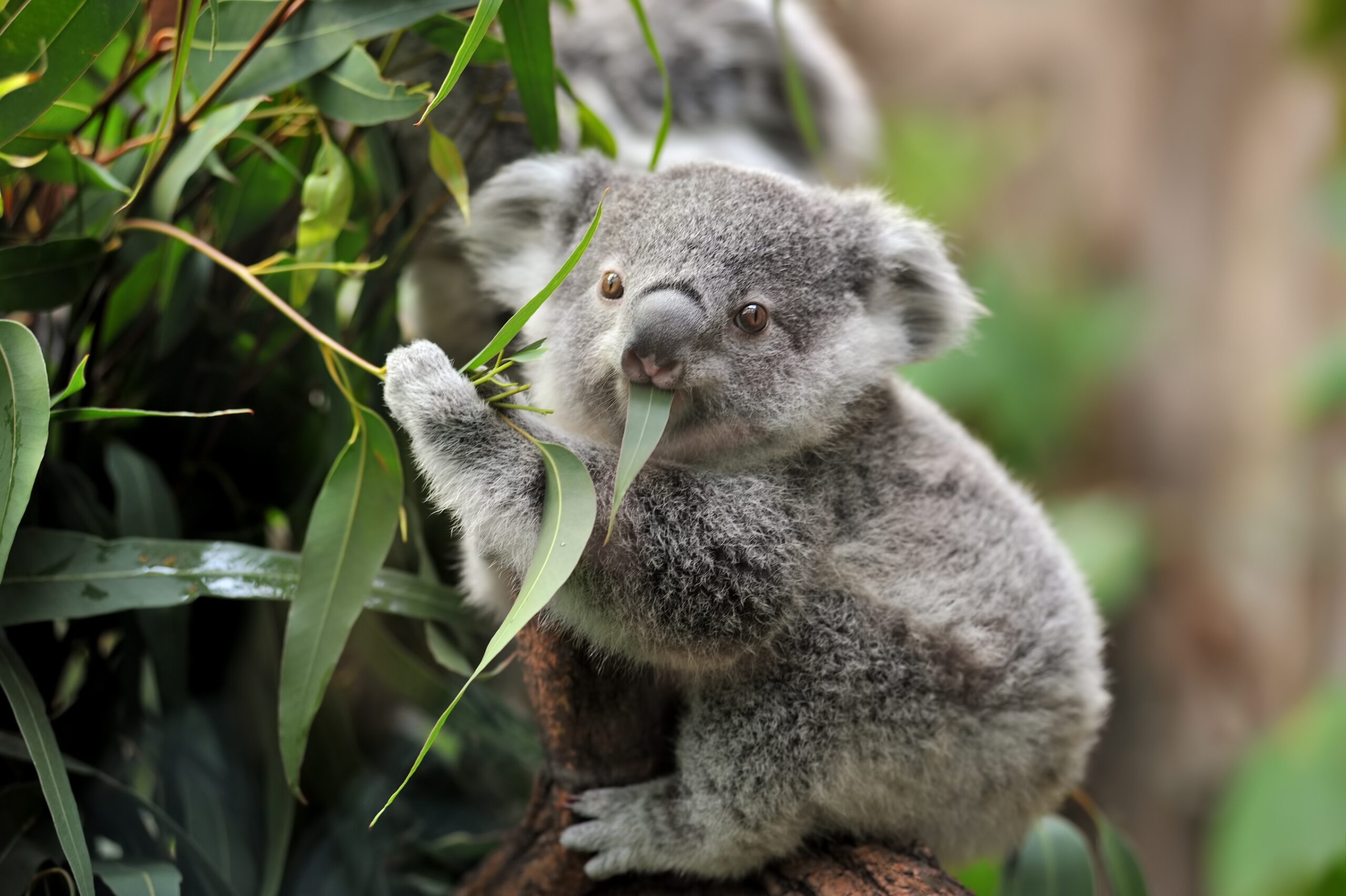 12 Australian Animals And Where To Find Them Live Better