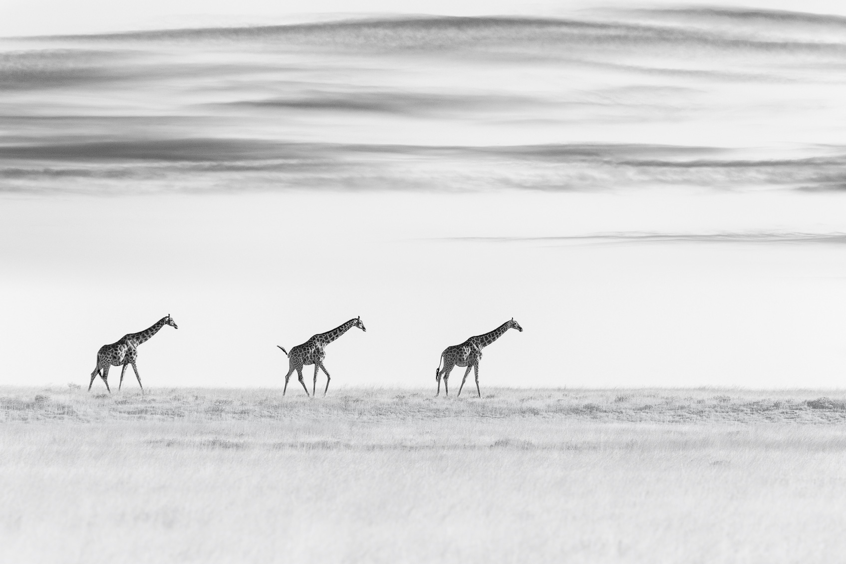 3 Giraffes Walk In The Desert African Wildlife Photography Print