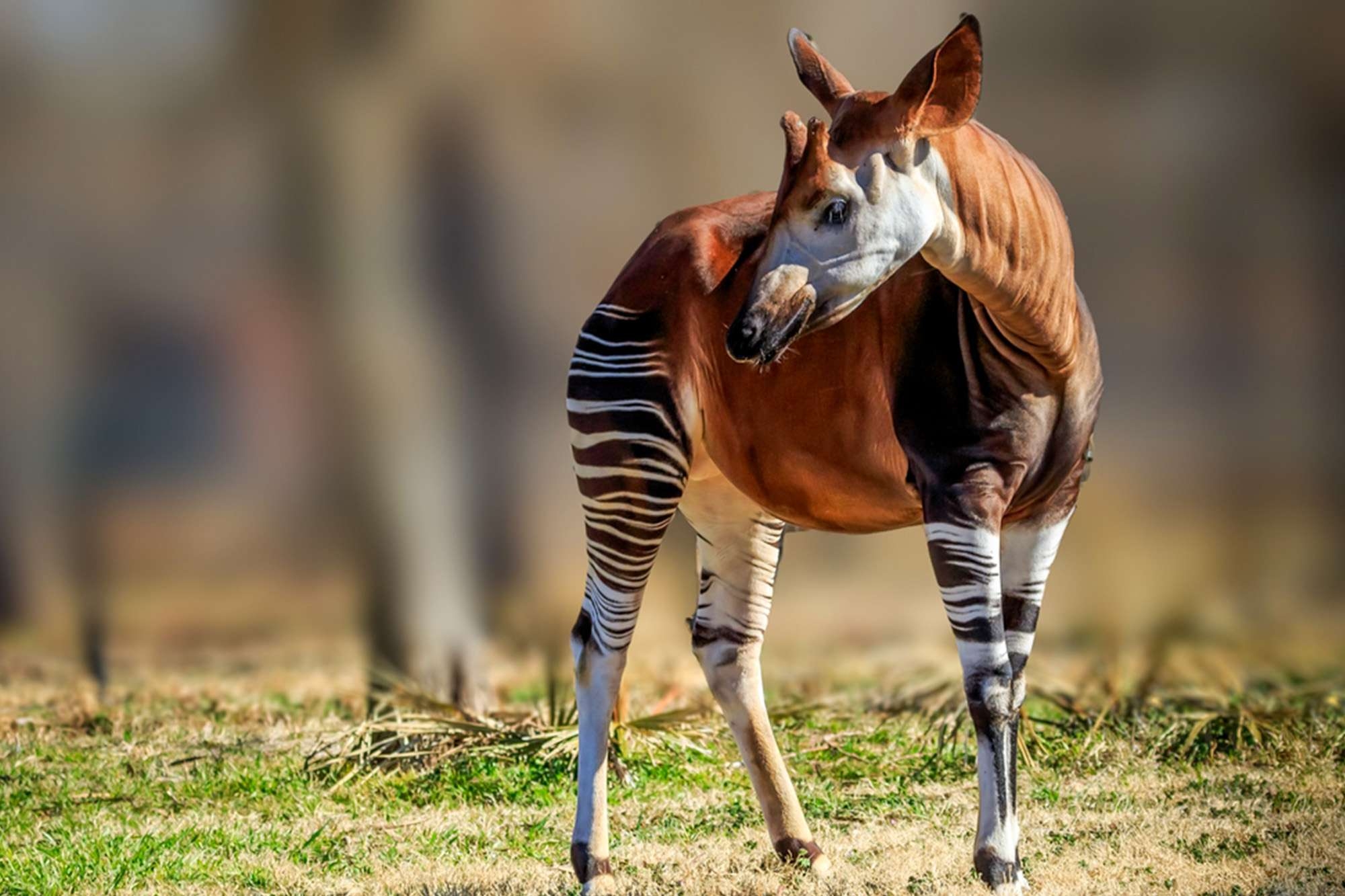 50 Wild Animals You Must See On African Safari Nkuringo Safaris