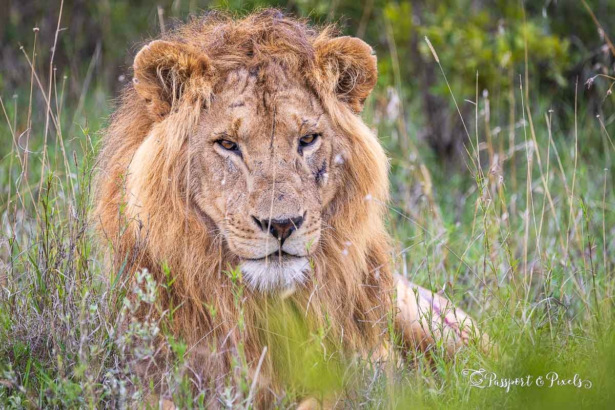 African Animals 46 Amazing Safari Animals To See In Africa