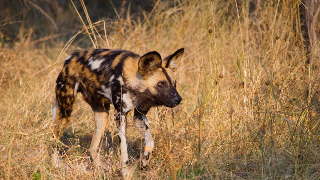 African Animals You Must See Before They re Extinct Discover Africa