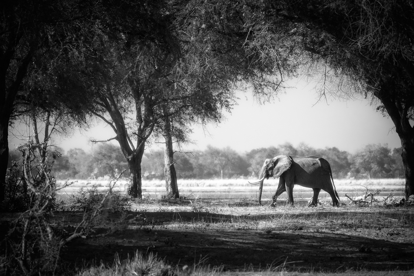 African Elephant Walks Along Zambezi River Black White Photo