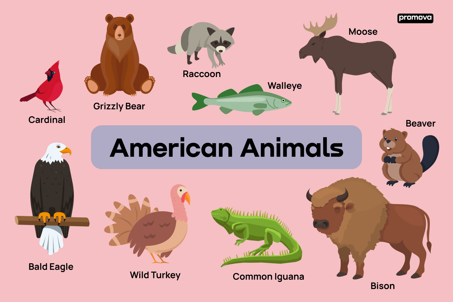 American Animals Vocabulary Essential Words Of American Animal American Animals Vocabulary Essential Words Of American Animal