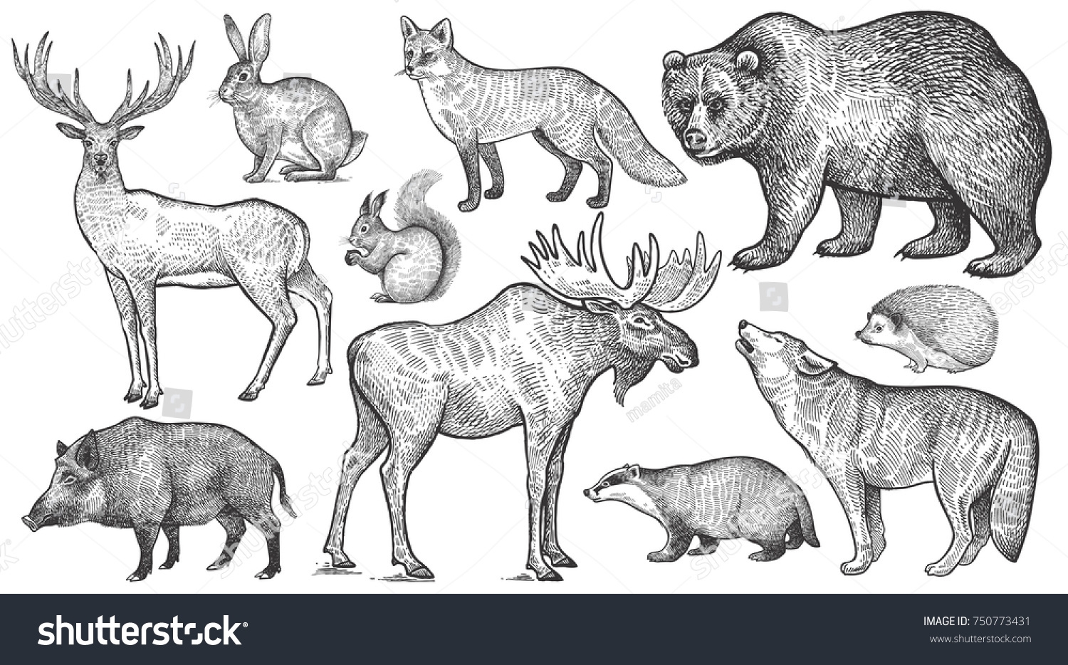 Europe Animal Black and White