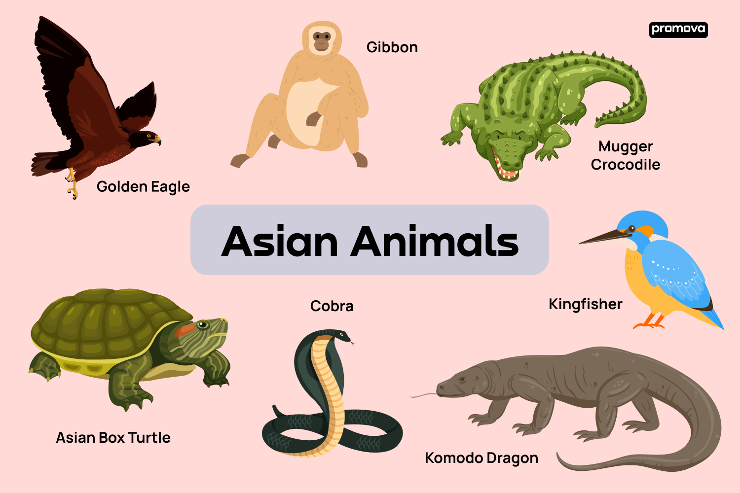 Asia Animal