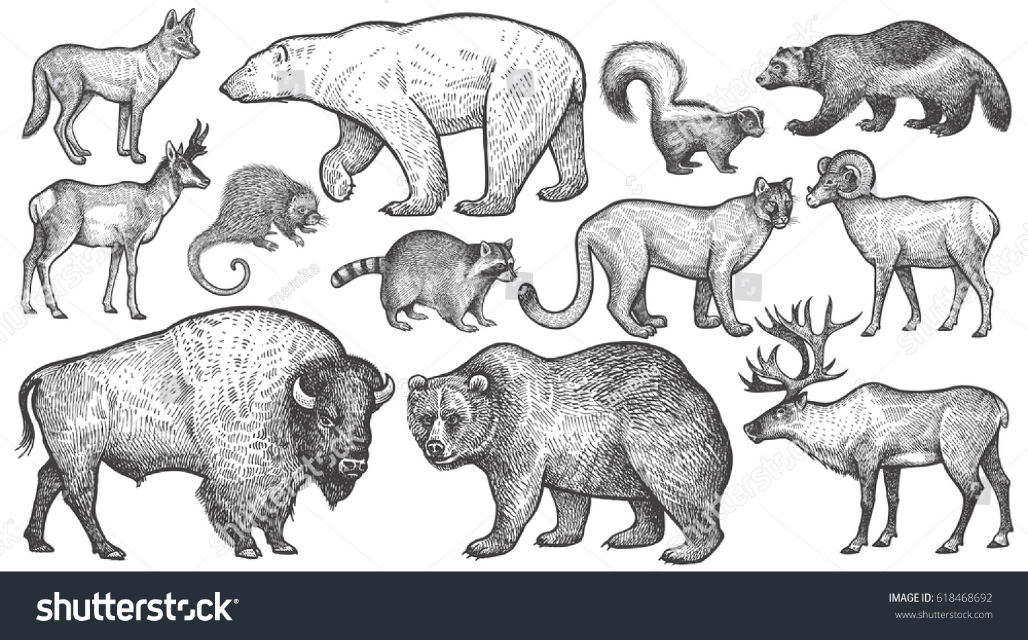 Animals North America Big Set Polar Stock Vector Royalty Free 618468692 Shutterstock