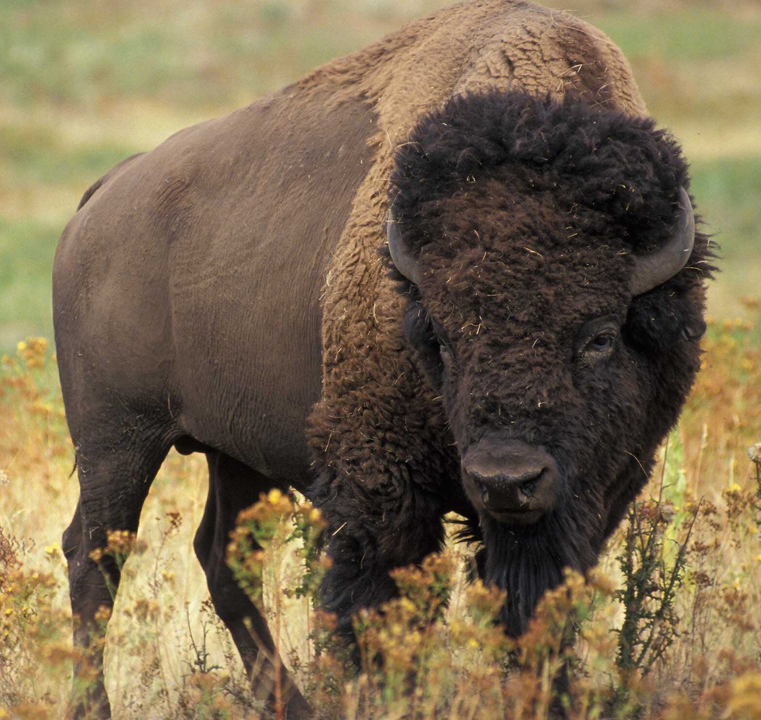Animals Of North America Fort Rickey Discovery Zoo Animals Of North America Fort Rickey Discovery Zoo