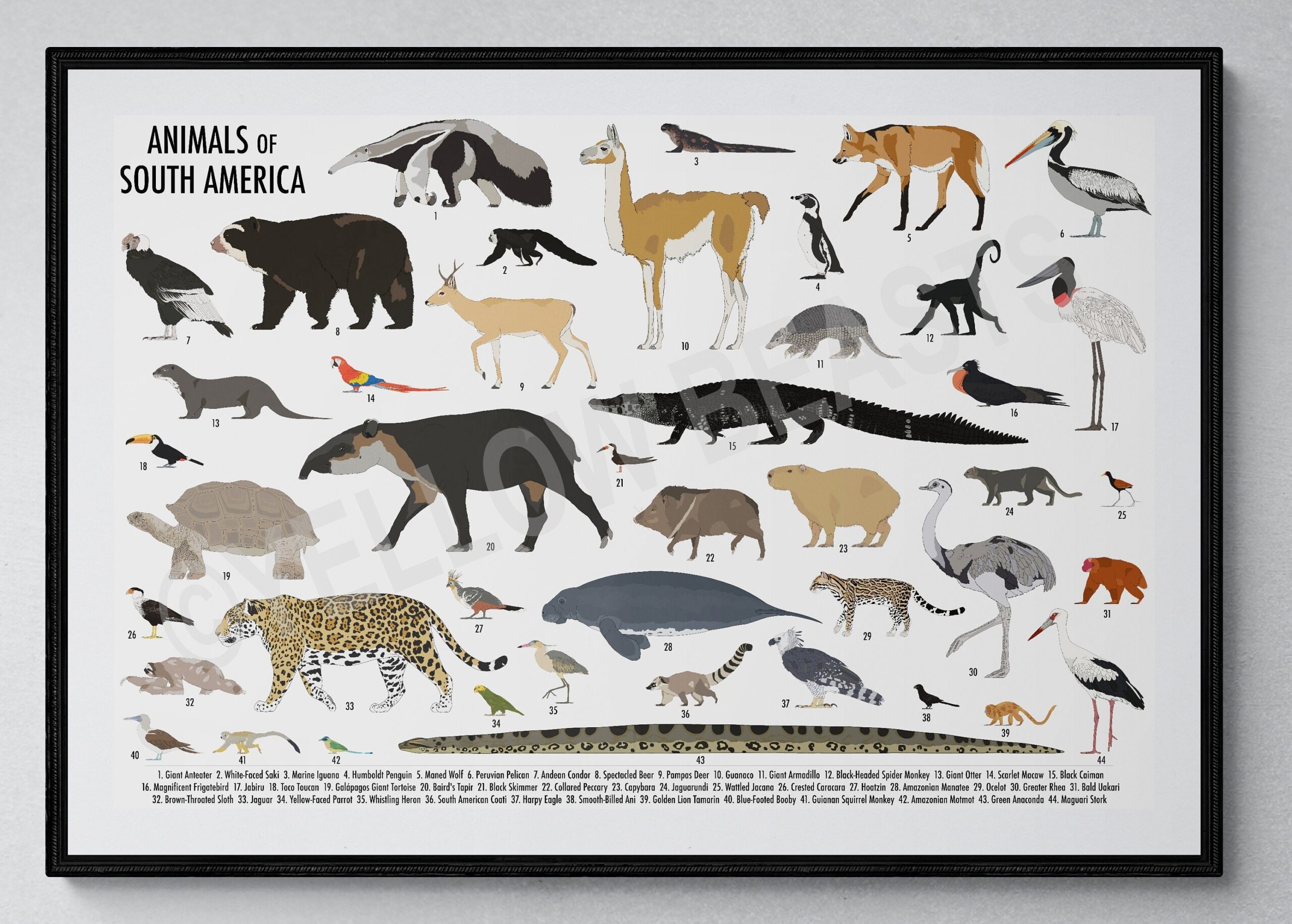 Animals Of South America Poster Etsy Israel