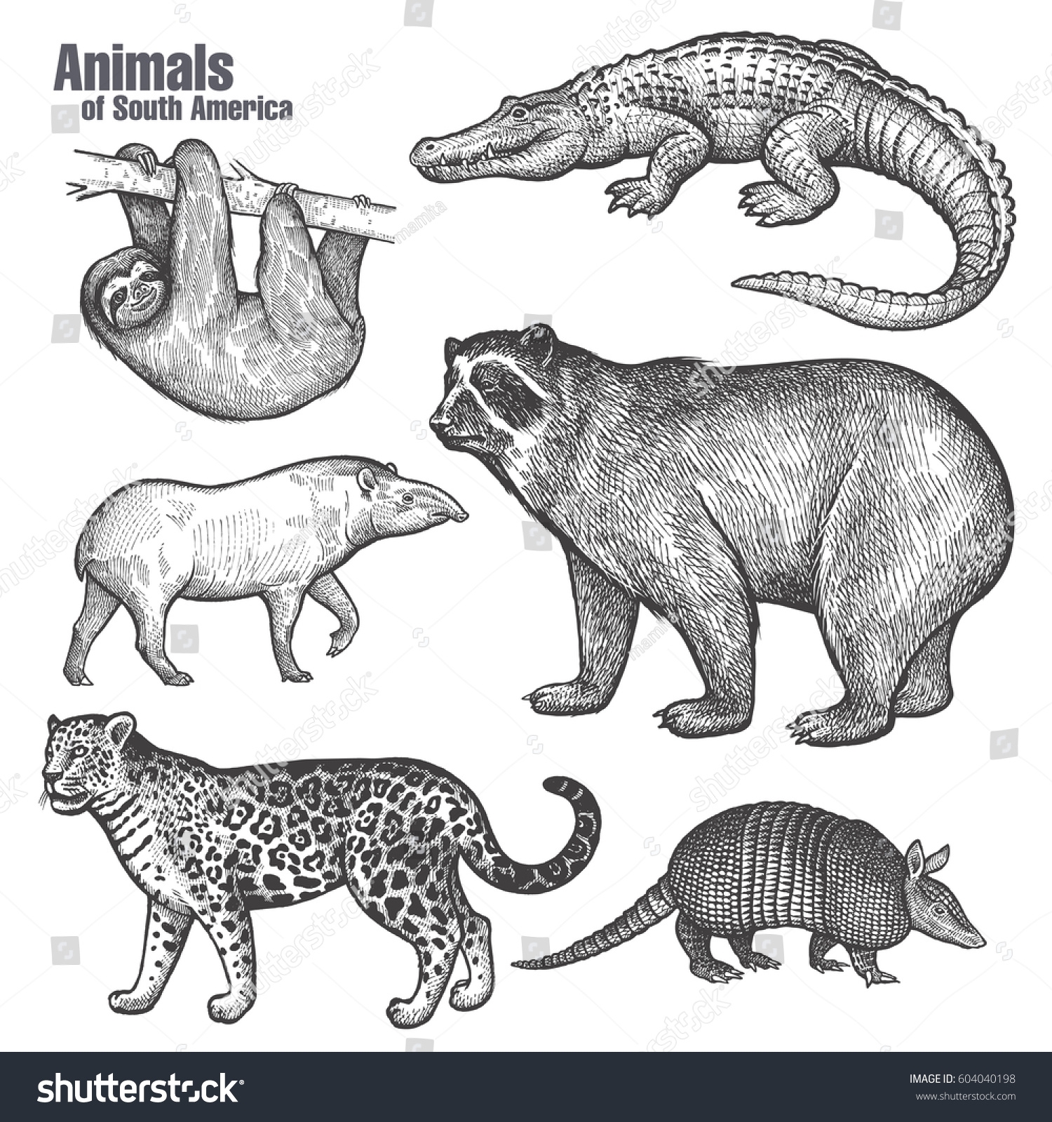 South America Animal Black and White