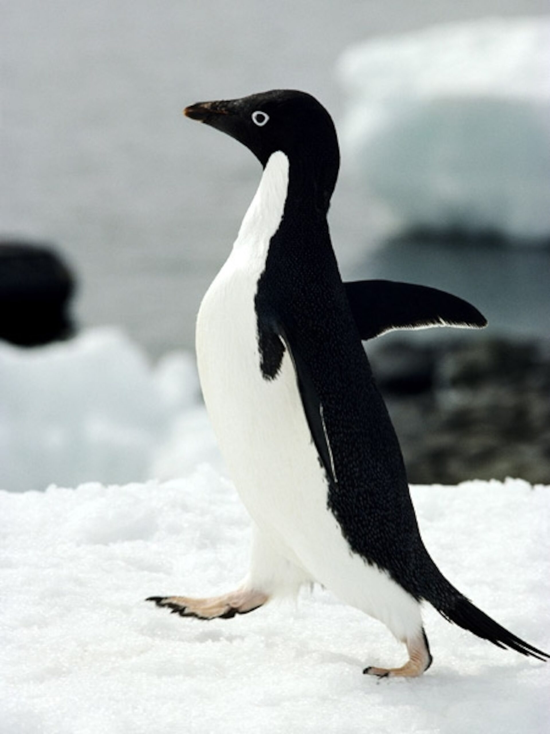 Antarctic Animal Pictures National Geographic National Geographic