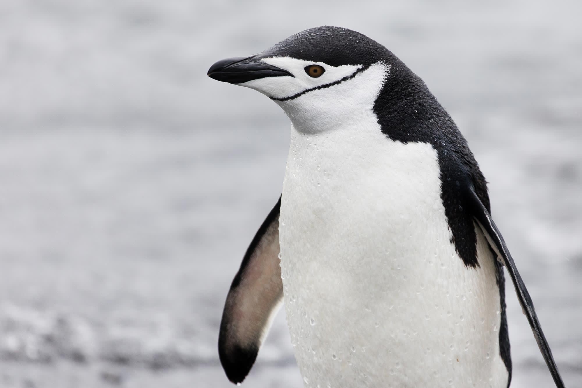 Antarctica Animal Black and White