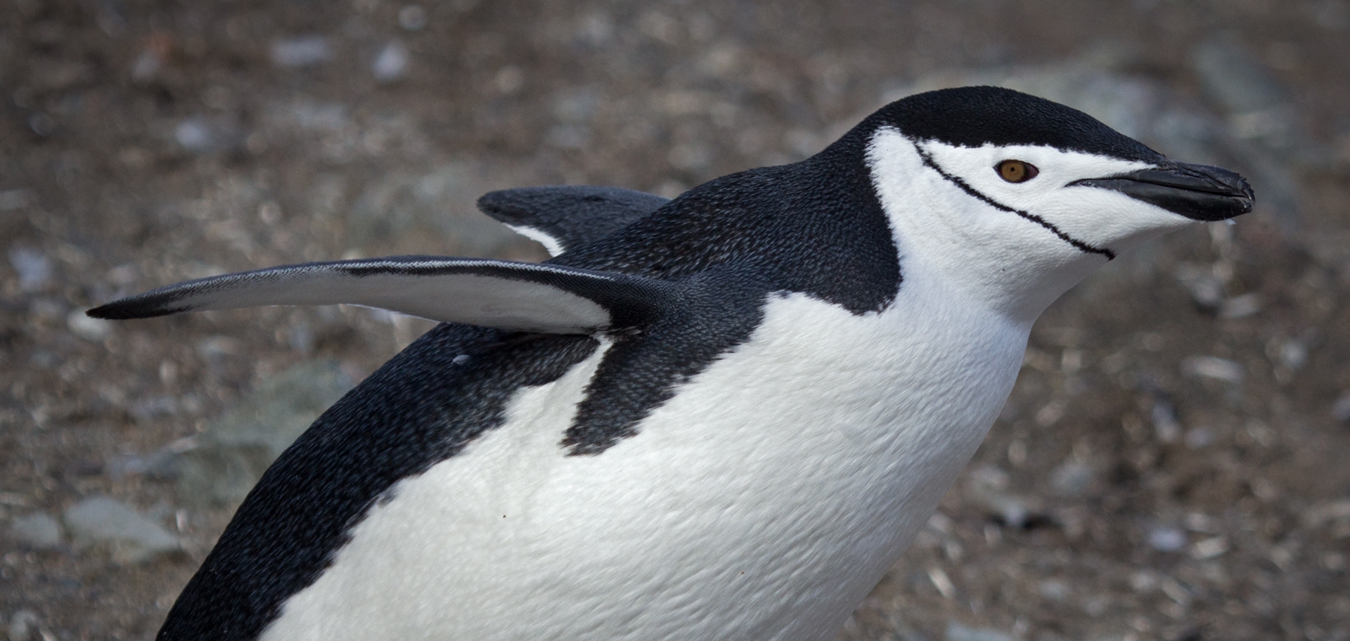 Antarctica Discovery On The Black and White Continent