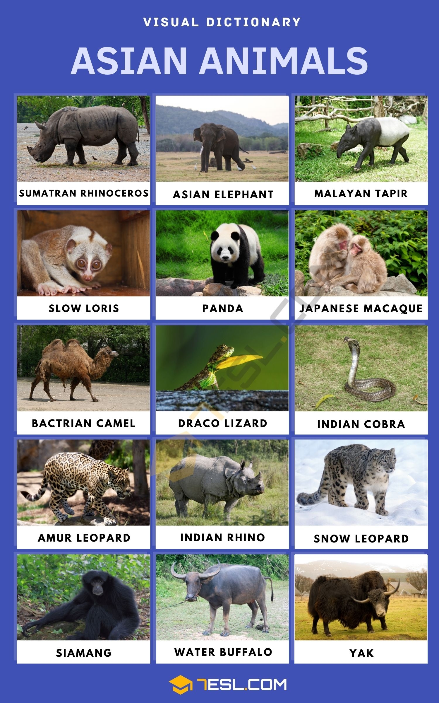 Asian Animals Names In English With Pictures 7ESL