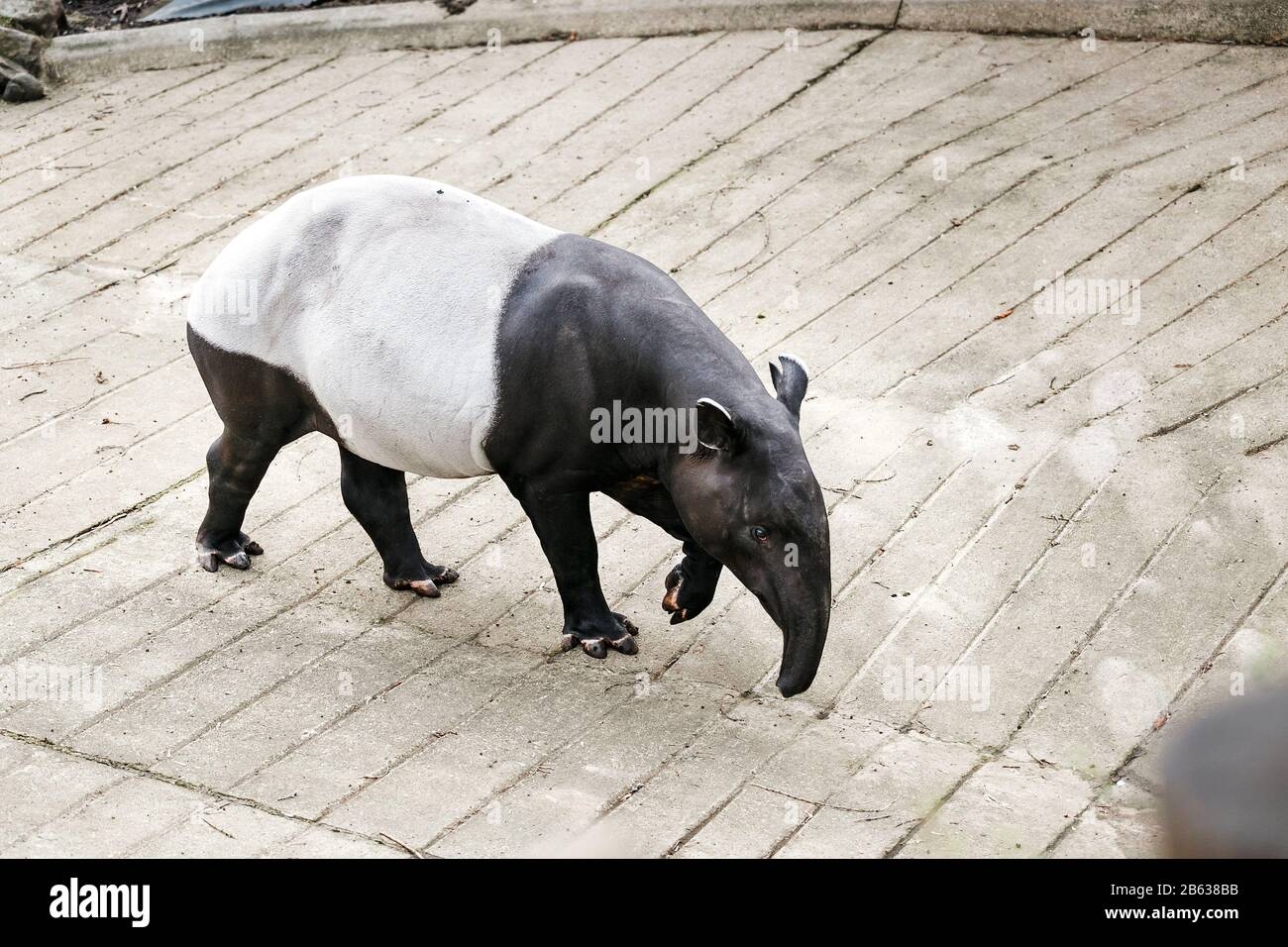 Black And White Tapir Or Tapirus Indicus Endangered Species Living In Asia In The Main Thailand Stock Photo Alamy