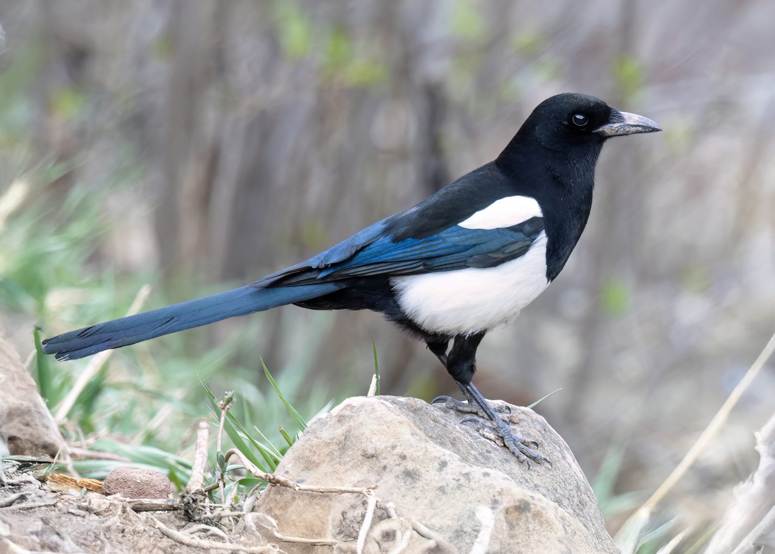 North America Animal Black and White