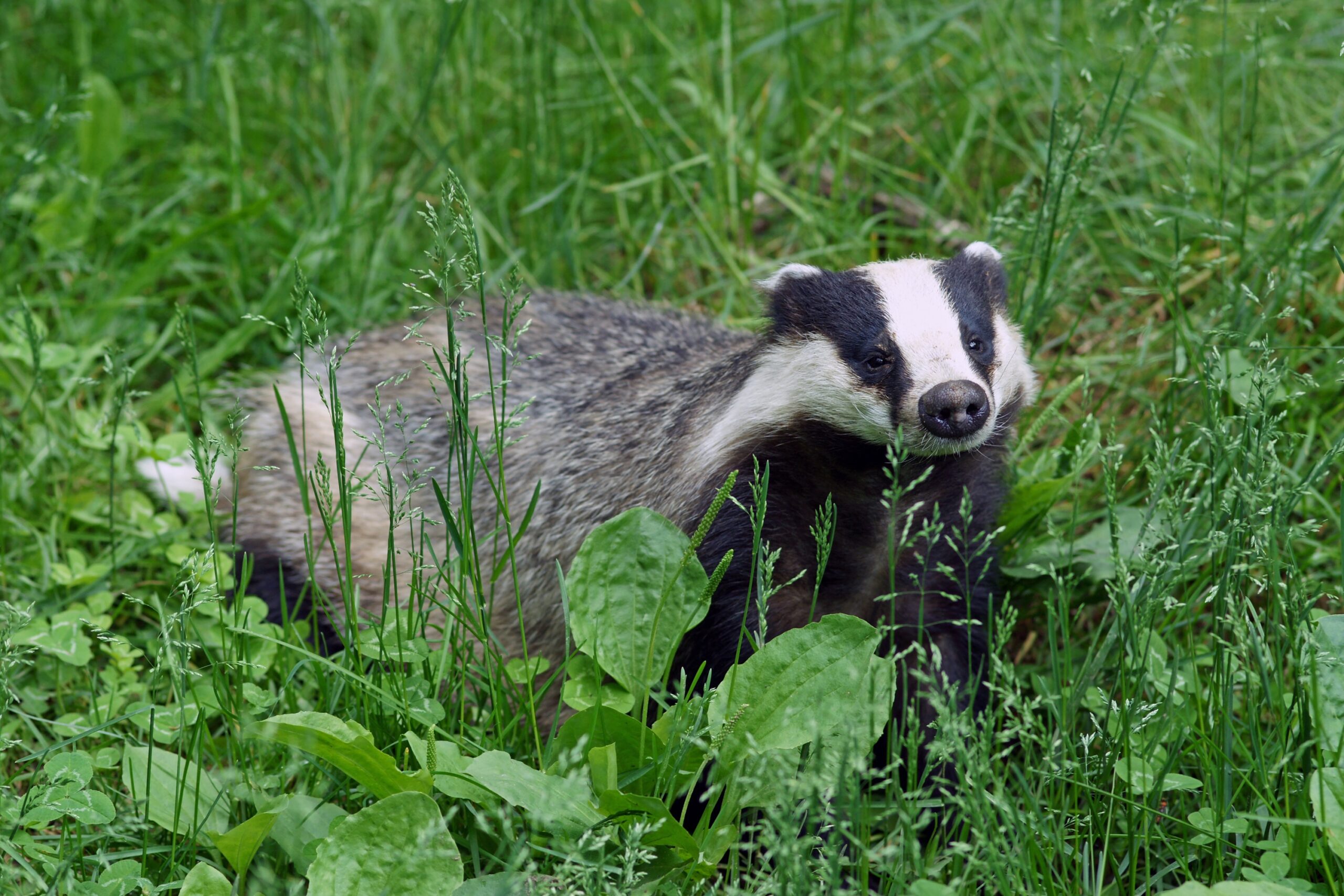 European Badger Wikipedia