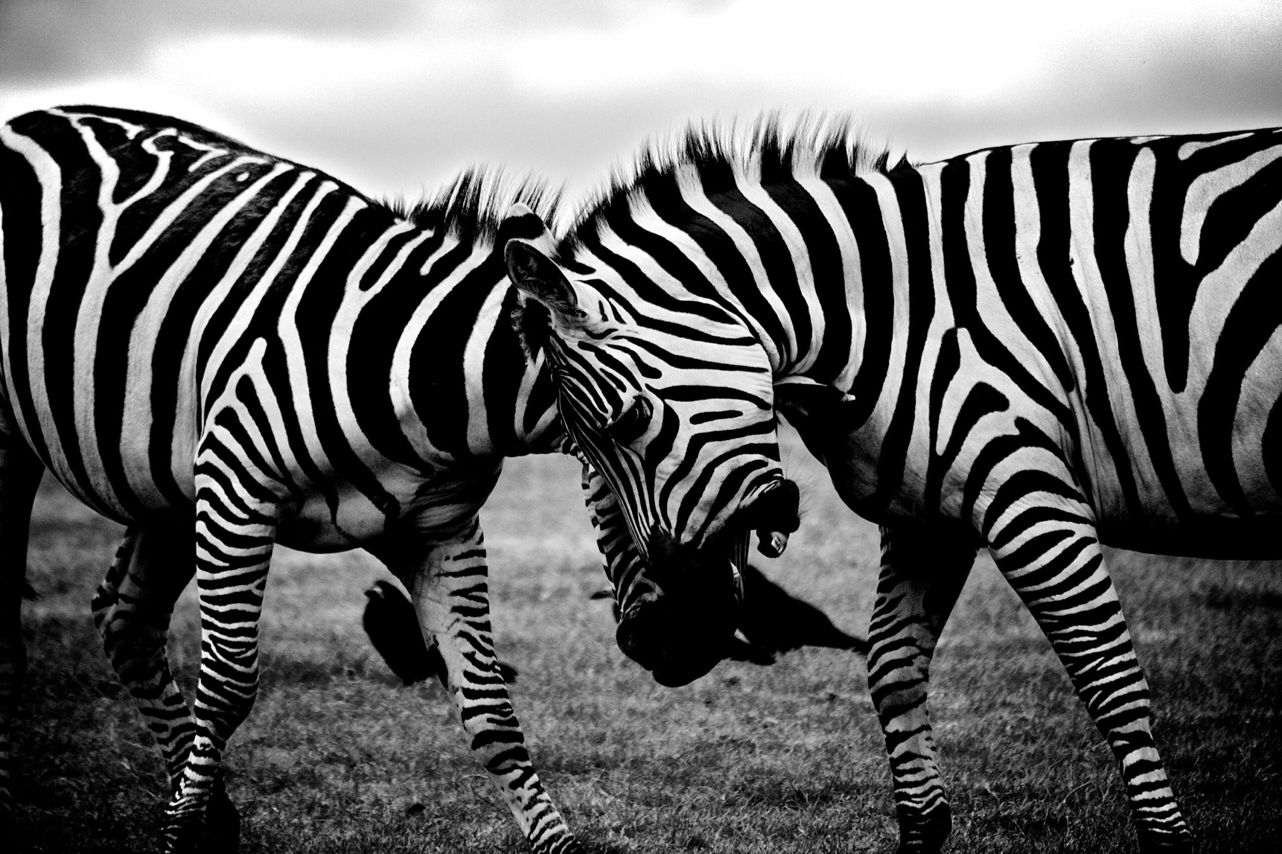 Grayscale Photography Of Two Zebra On Standing On Ground Free Stock Photo