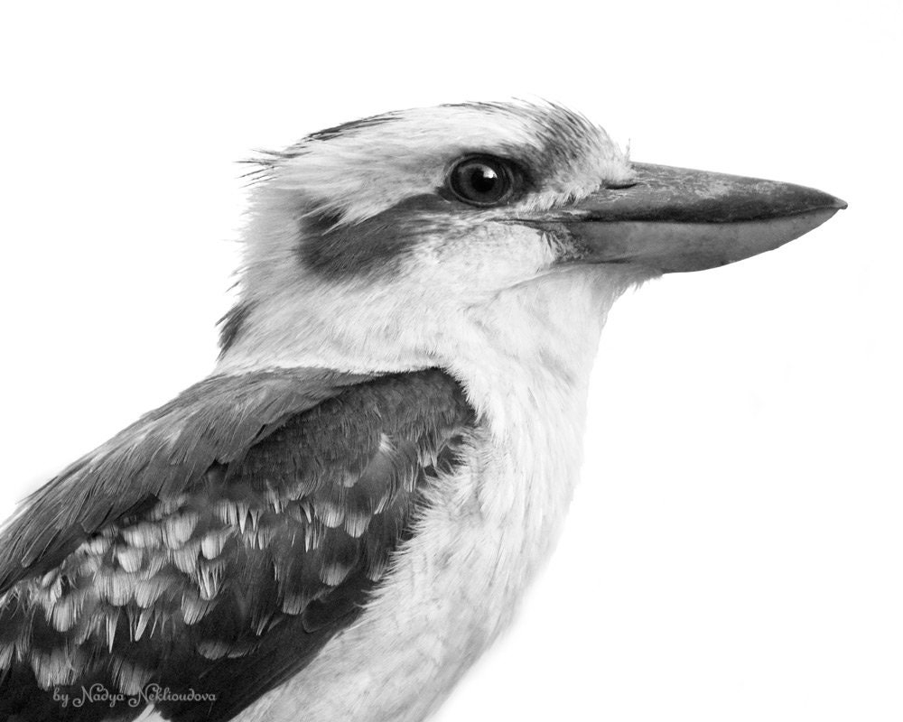 Kookaburra Black And White Photo Australian Wildlife Art Print Etsy