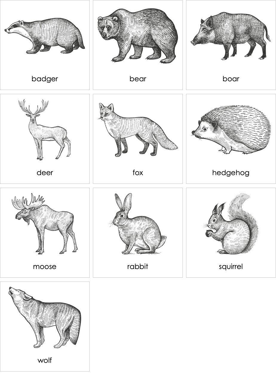 Mammals Europe AMI Digital