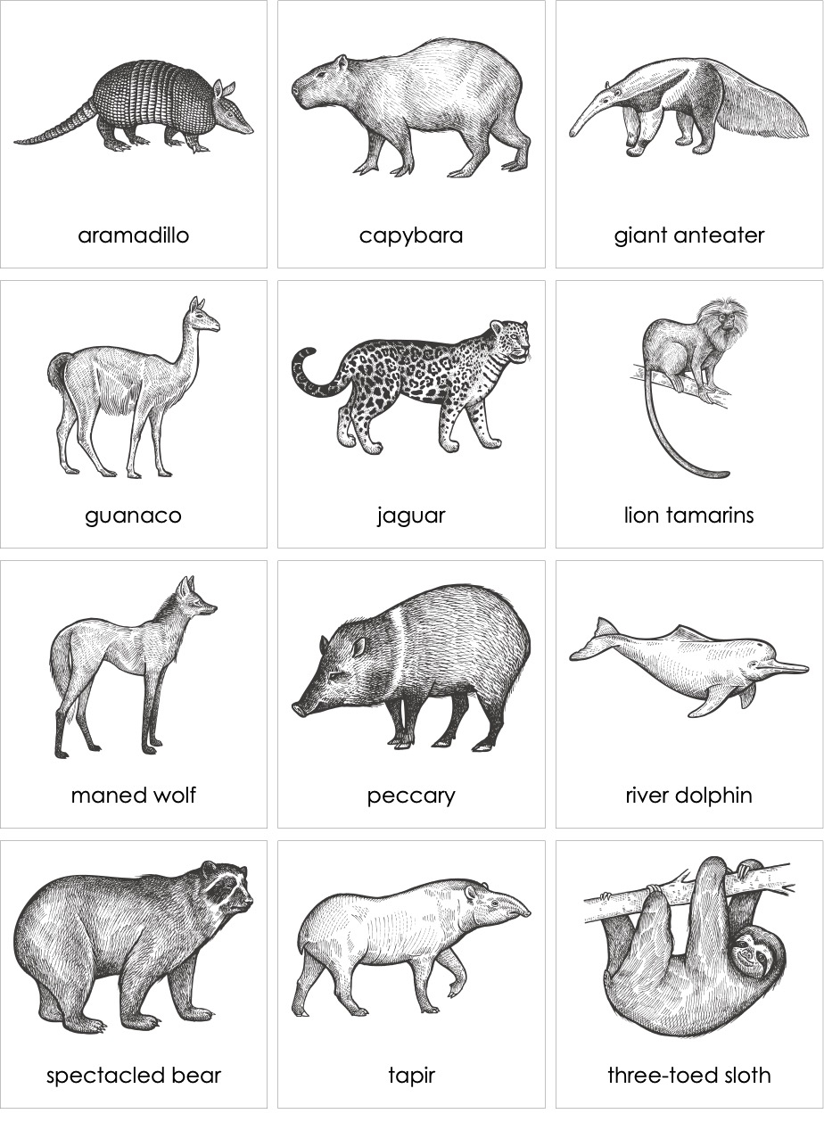 Mammals South America AMI Digital