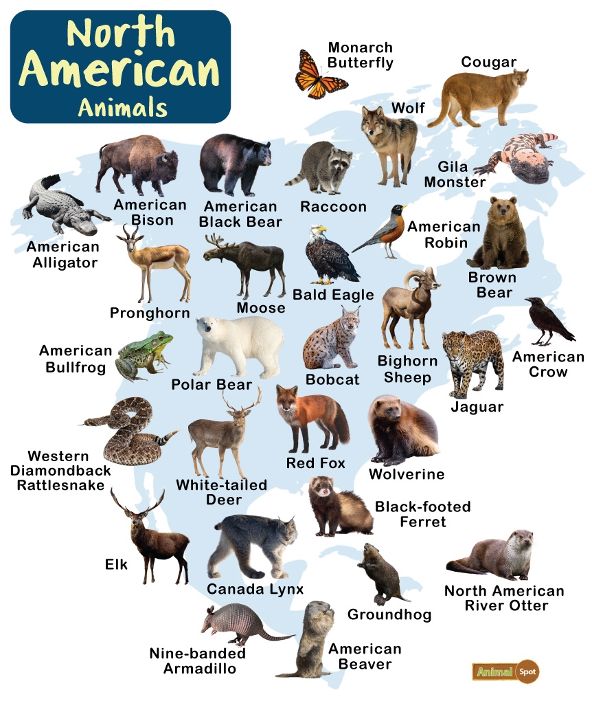 North American Animals Facts List Pictures Chart North American Animals Facts List Pictures Chart