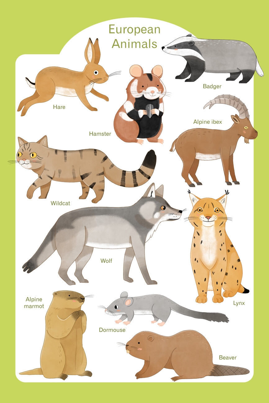 Poster Judith Loske European Animals Wall Art 3 1 FREE Abposters