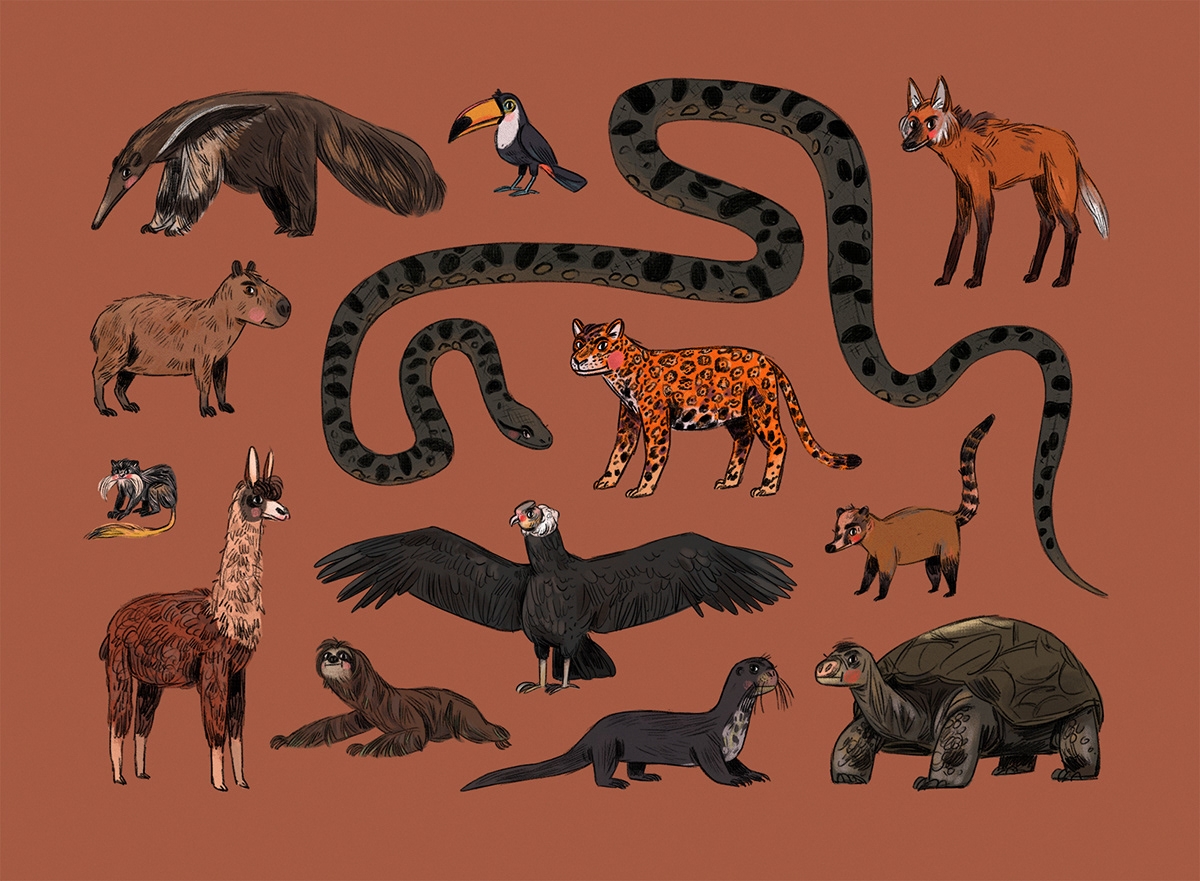 South America Animal