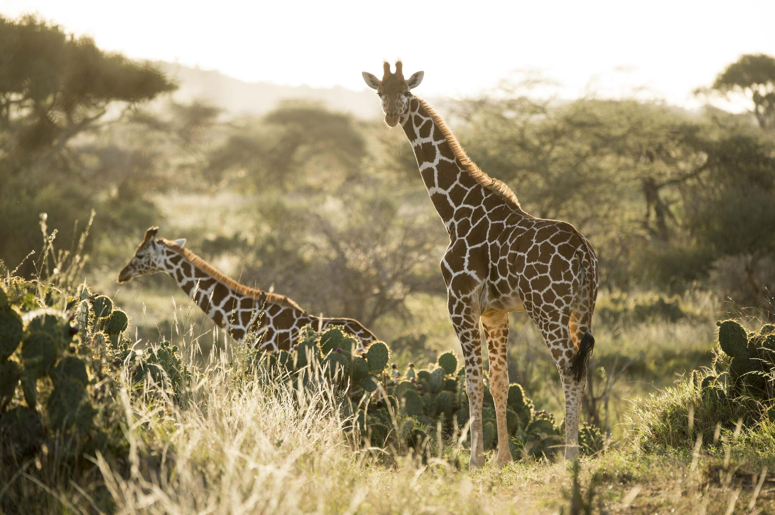 Ten Of Africa s Most Spectacular Animals The Nature Conservancy
