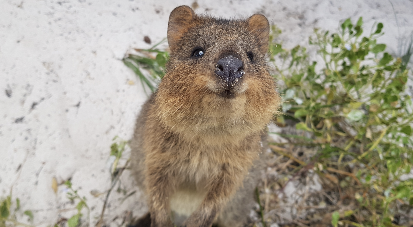The 10 Must see Animals Of Australia Vanz Travel