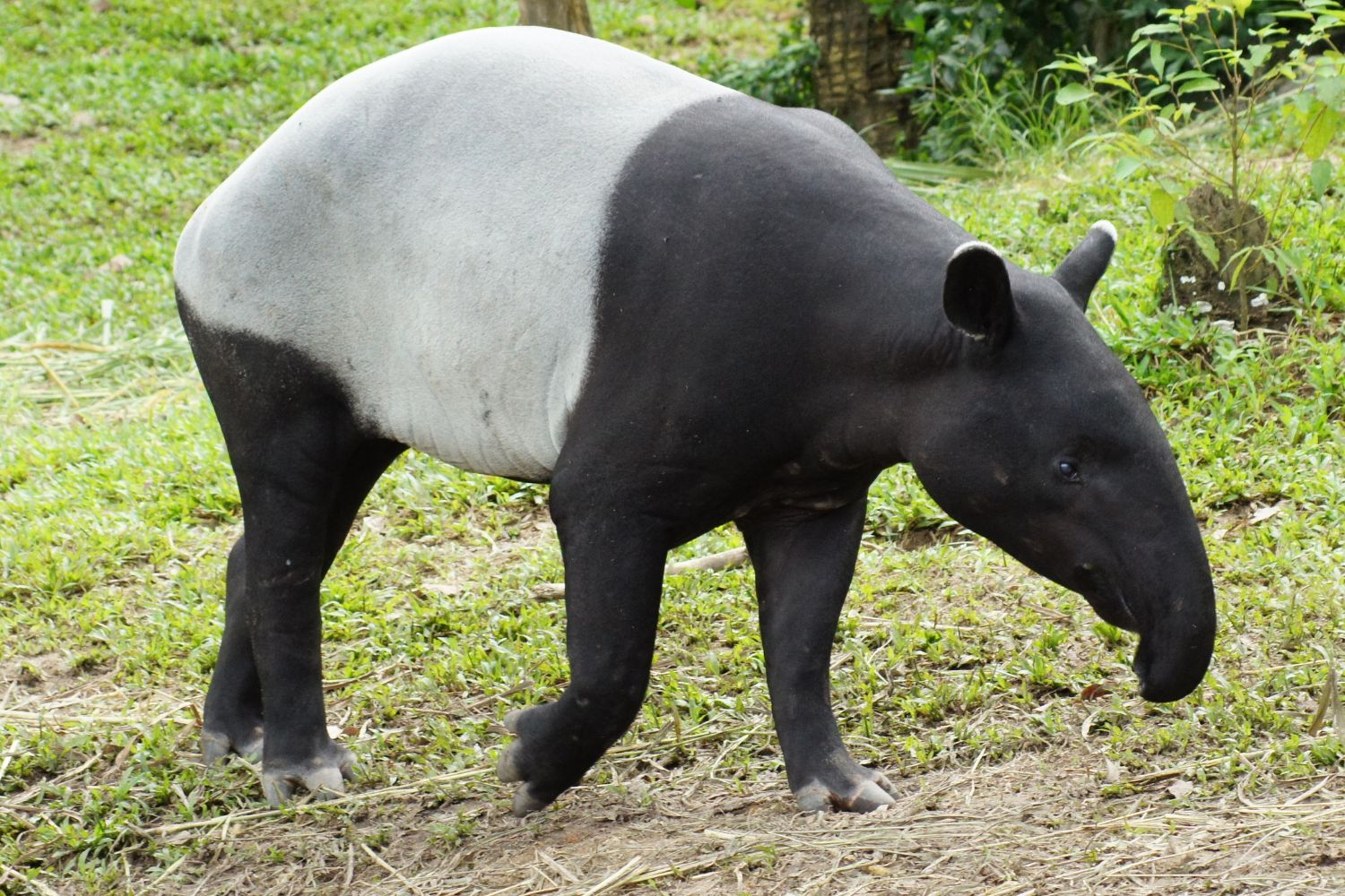 The Malayan Tapir s Life In Black And White