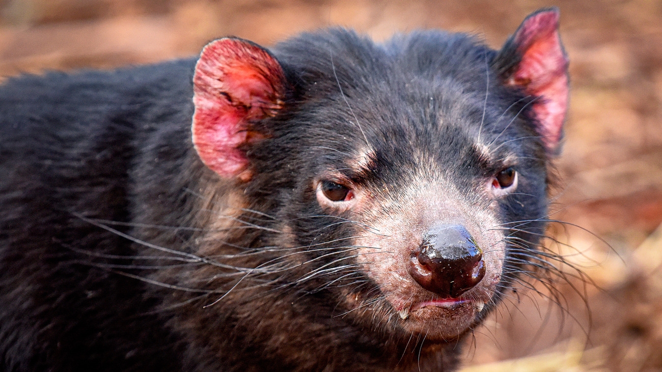 Top 10 Most Fascinating Animals In Australia