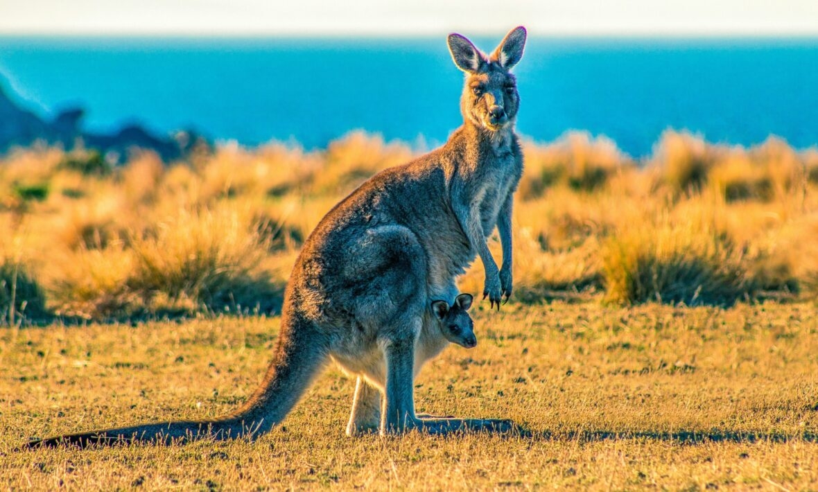 Australia Animal